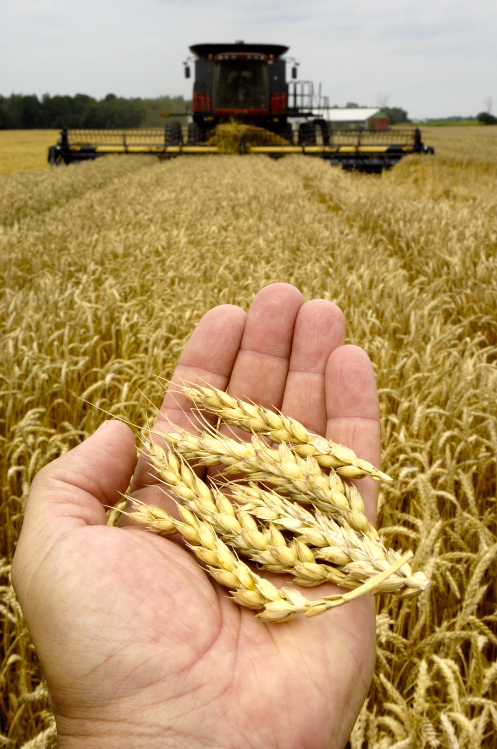 wheat in hand and combine