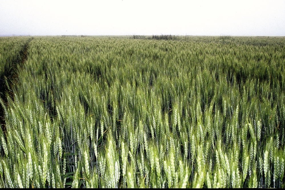 Unseeded acres this summer? Consider winter wheat