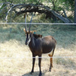 This sable antelope has an impressive set of horns, but check out the ear tag. Wildlife ranching now rivals cattle production in South Africa.