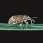 White pine weevils have been infesting young spruce trees in Alberta.