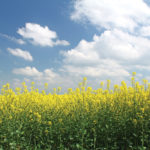 New canola variety labels show different strains of blackleg resistance