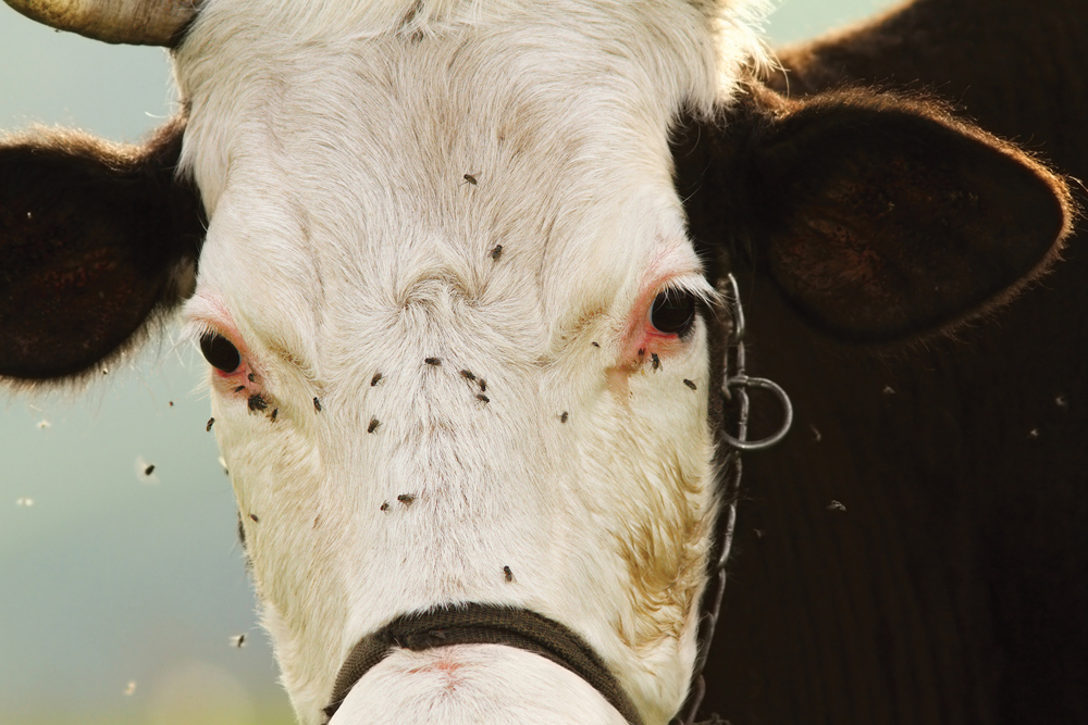 How to prevent parasite resistance to worms and flies