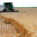 Drought has pushed much of the U.S. wheat crop into poor or very poor categories and that’s been driving up prices for increasingly rare good-quality, high-protein wheat.