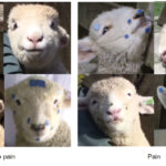 In some of her preliminary research in New Zealand, scientist Mirjam Guesgen put small blue dots on lambs’ faces as part of her measurements of their facial expression.