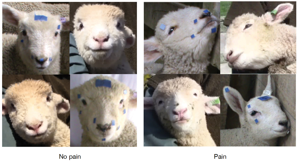 In some of her preliminary research in New Zealand, scientist Mirjam Guesgen put small blue dots on lambs’ faces as part of her measurements of their facial expression.