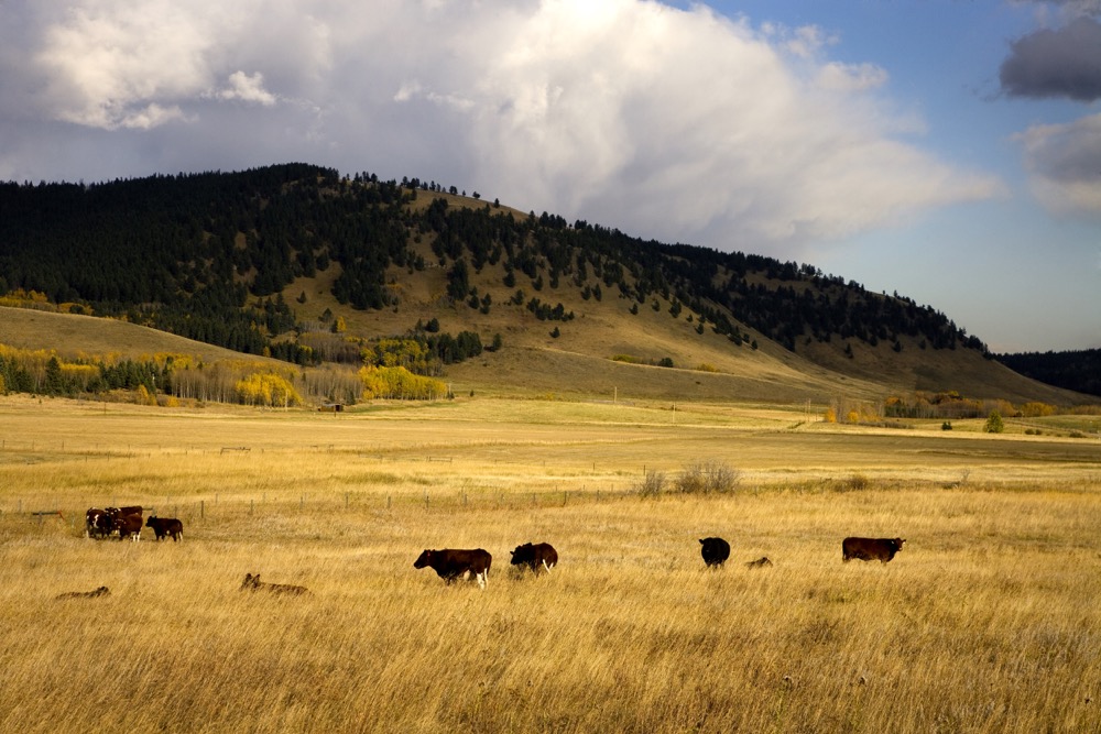 Satellite insurance forage survey