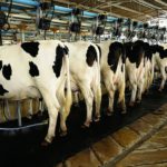 Don’t worry about NAFTA talks, dairy farmers told