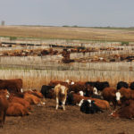 Talks continue but the issue of a non-refundable checkoff continues to bedevil the province’s two big
cattle organizations.
