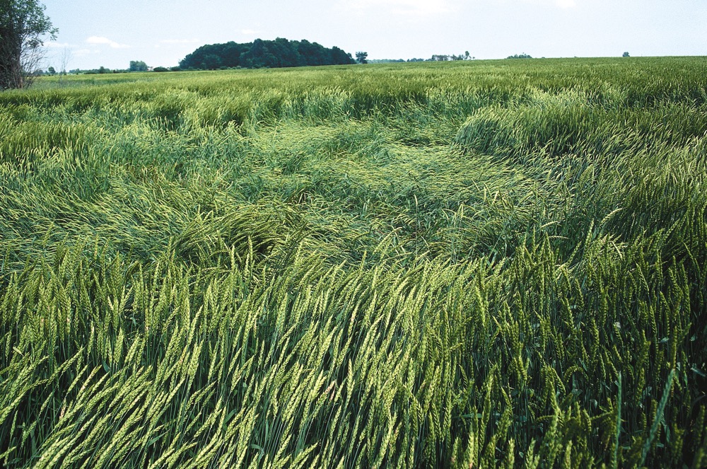 Plant growth regulators are picky about staging — and varieties