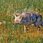 The parasite is a potentially lethal tapeworm that can infect humans through the feces of coyotes and dogs.