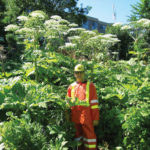 Giant hogweed is similar to cow parsnip in many respects, but its size is a giveaway.