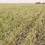 More and more farmers have been opting out of AgriStability because the program has been paying out less when the harvest is poor — especially for low-cost producers.