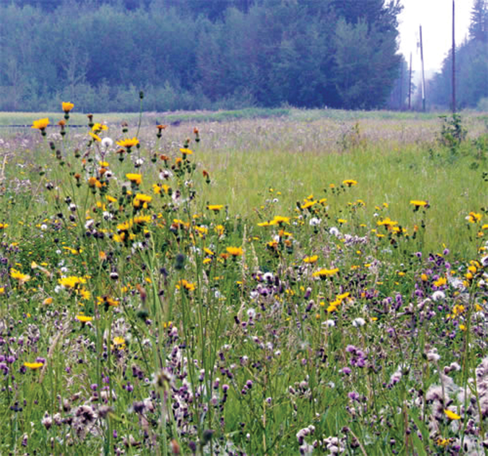 Perennial sow-thistle.