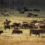 Iconic photos like this one have given Canadian beef a strong global image, and the almost completed sustainable beef program aims to back that up with hard data.