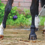 The joints of the lower legs of horses don’t move much, but they perform an important function
and are a frequent source of lameness.