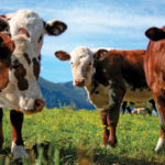 Up and down is becoming the norm for Canadian beef producers
