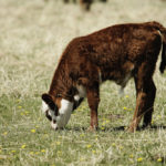 Want more of these and better ways to feed them? Beef Cattle Research Council webinars can help.