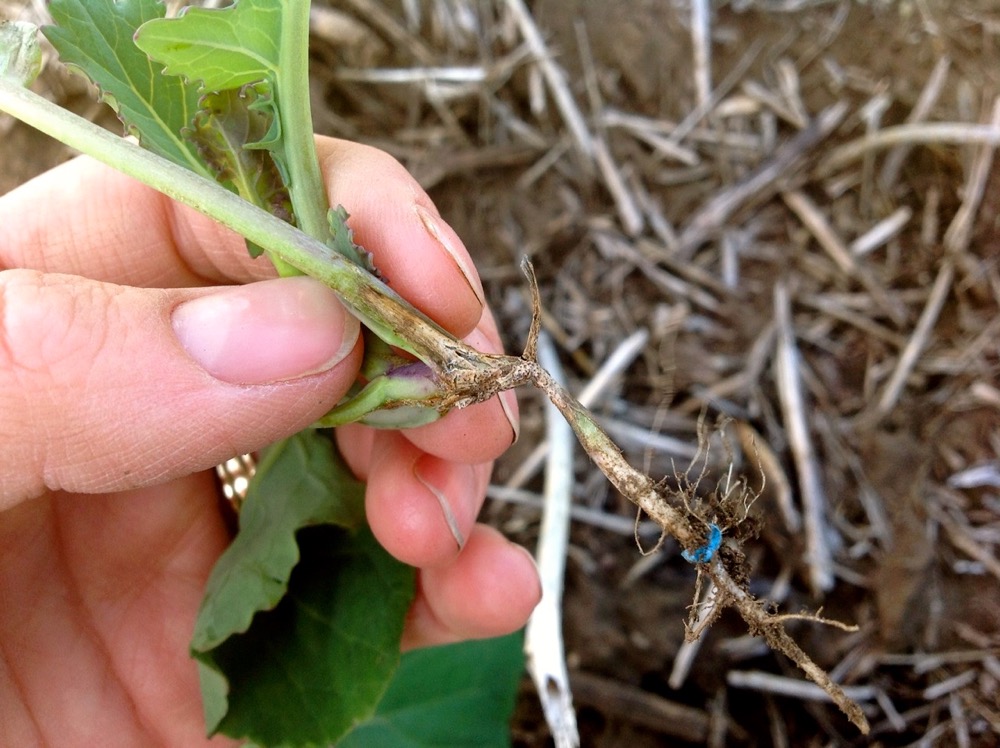 Prepare this fall to manage blackleg in canola next spring