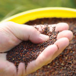 A lot can go wrong in the bin, particularly with canola, which can be “quite volatile” in storage, says the Canola Council of Canada.