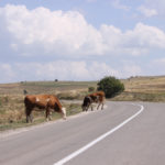 Fencing falls under several pieces of legislation in Alberta, including one that makes cattle owners liable for any damage caused by strays.