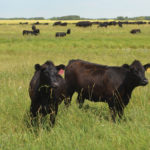 Last chance to provide feedback on sustainable beef program