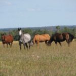 The microscopic forage mite acts as an intermediary and allows horses to be infected with tapeworm
while grazing.