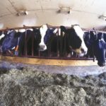 Dive deep into dairy cow data