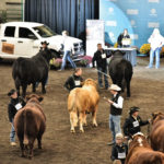 The Alberta Supreme Show features breed champions from all three of the top cattle shows in Alberta to name two Alberta Supreme Grand Champions. It takes place Nov. 11 at 4 p.m. in Hall D.