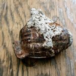Even though it had been encased in concrete, this grenade could still have detonated and posed a dangerous threat.