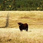 Are your bulls actually siring calves?