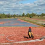 A worker walks across a field of flooded cranberries during harvest.