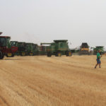 The Newell Foodgrains Growing Project is one of three dozen in Alberta this year — although this group should be counted three times. It raised $2,500 in donations this spring when a horse-drawn seeder was used to plant four acres near Rosemary. Another 100 acres of barley were conventionally planted near Gem. In late August, 15 farmers brought their combines to harvest the 103-bushel-an-acre crop, which was sold for a very handsome $7.38 per bushel (raising nearly $76,000). Then the group raised more than $43,000 (and counting) at a harvest supper at the end of October.