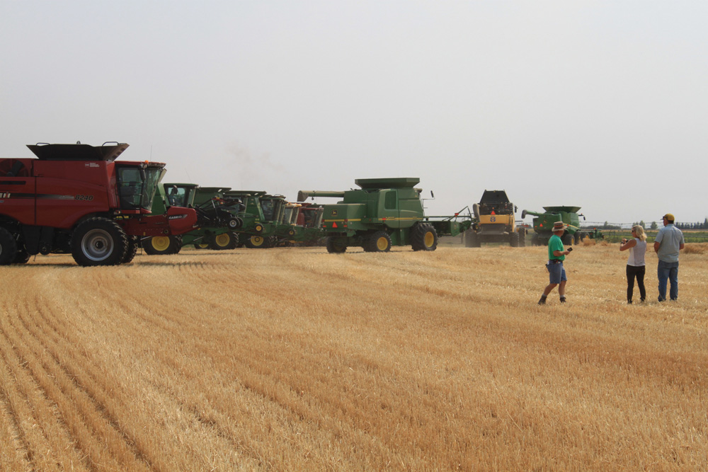 The Newell Foodgrains Growing Project is one of three dozen in Alberta this year — although this group should be counted three times. It raised $2,500 in donations this spring when a horse-drawn seeder was used to plant four acres near Rosemary. Another 100 acres of barley were conventionally planted near Gem. In late August, 15 farmers brought their combines to harvest the 103-bushel-an-acre crop, which was sold for a very handsome $7.38 per bushel (raising nearly $76,000). Then the group raised more than $43,000 (and counting) at a harvest supper at the end of October.