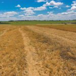 If pea acreage plunges as some expect, it will leave a big hole in the rotations of many Alberta producers.