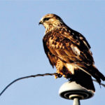 A rough-legged hawk finds the perfect perch, high above a stubble field near Priddis.