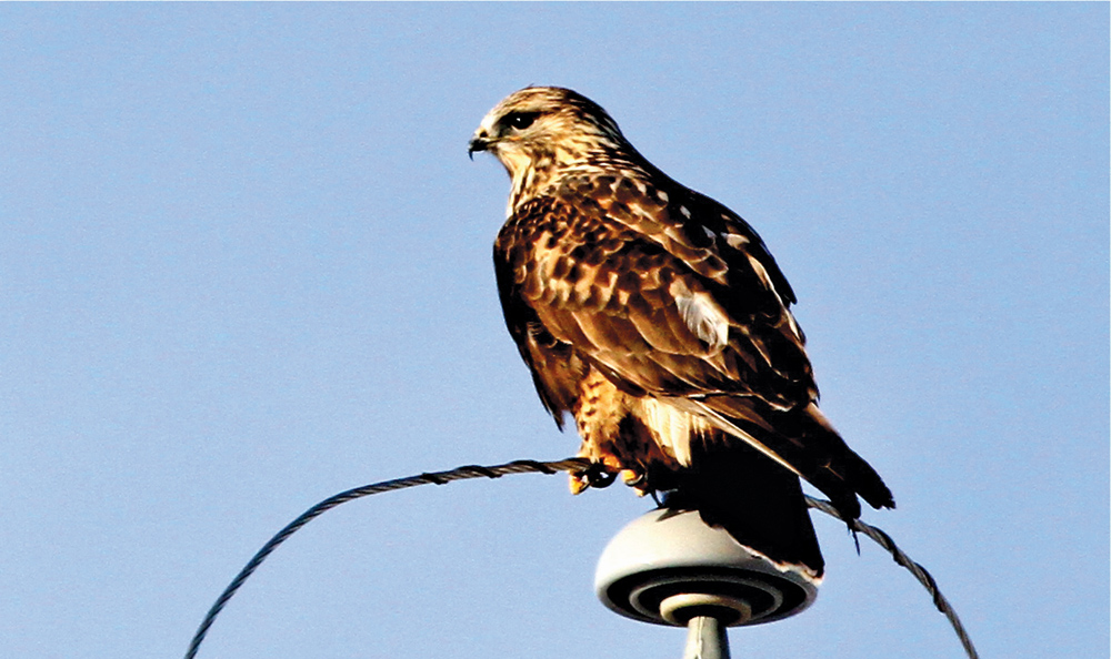 A rough-legged hawk finds the perfect perch, high above a stubble field near Priddis.