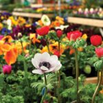 Lost in the crowd? One of the lessons from eye-tracking studies done in garden centres is that more is actually less — when there’s too many plants on a display bench, the eyes tend to quickly scan instead of lingering on an item.