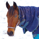 The return of colder weather means horse owners may be considering blanketing their animals.
