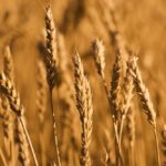 Crop Insurance: Hail claims dipped sharply but unharvested acres soared