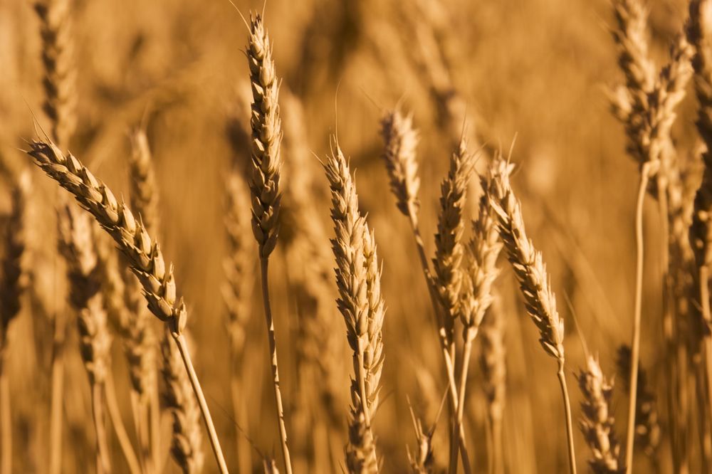 Crop Insurance: Hail claims dipped sharply but unharvested acres soared