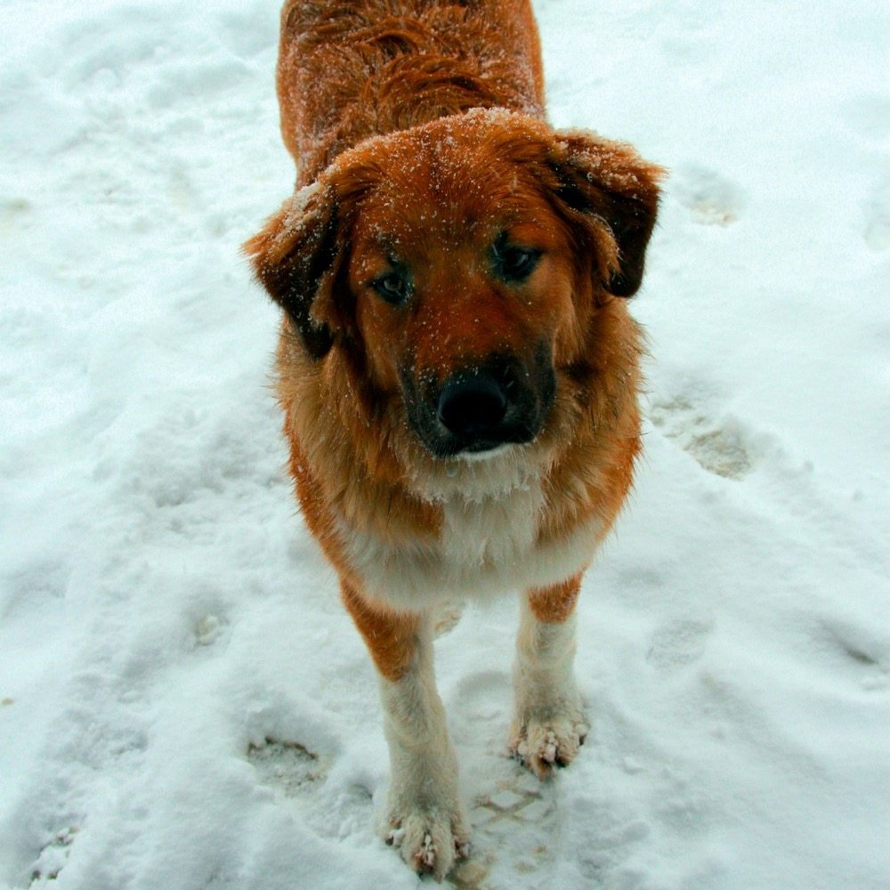 The provincial government says a provision in Bill 31 allowing vets to advertise fees isn’t aimed at the livestock sector but rather to “support pet owners in finding quality care.”