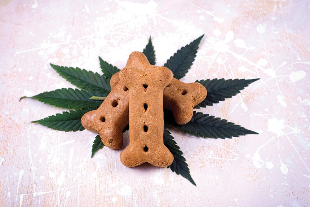 You can easily find cannabis products for pets — often treats containing cannabidiol (also called CBD) —  on the internet, but don’t give them to your dog or cat, says the Alberta Veterinary Medical Association. 