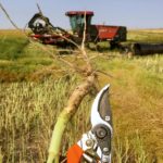 Although swathing is the ideal time to scout for blackleg, a new lab test can determine the strain of blackleg in your field from any infected residue, even up to three years after harvest.