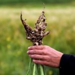 Clubroot continues to be a force to reckon with for Alberta producers.