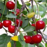 Cherries and berries workshop