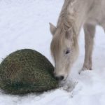 Slow feeders come in all shapes and sizes but all are designed to even out a horse’s food consumption.