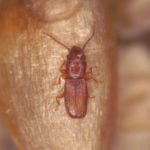 The rusty grain beetle is ranked as the No. 1 pest most often found
in stored grain.