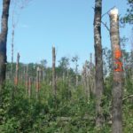 Farmers, particularly in the northern half of Alberta are experiencing a significant dieback of white poplar.