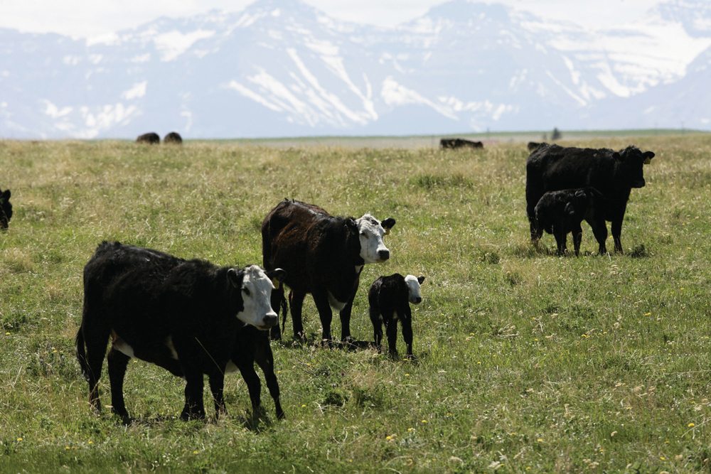 Data from the Western Canadian Cow-Calf survey provides valuable insights into lowering open rates in your herd.