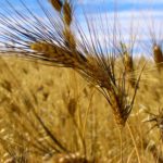 Nothing to write home about but durum is getting second looks